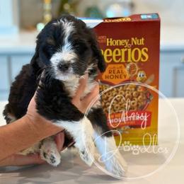 Bernedoodle Puppies from Glory Doodles