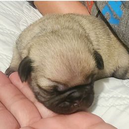 Boy 1 - Fawn male Pug puppy in New Braunfels, Texas from Kex Pug Haus