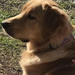 Golden Retrievers from OwenEnterpriseGoldens