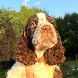 Sandstone - Liver and white male English Springer Spaniel puppy in Bay City, Wisconsin from Springer Hills Farm