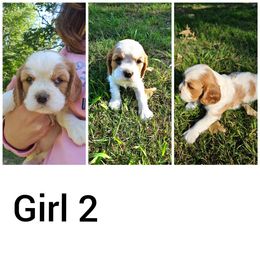 Girl 2 - Cavalier King Charles Spaniel puppy in Stilwell, Oklahoma from Parker's Pups