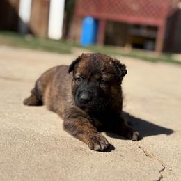 Layla - Black brindle female Dutch Shepherd puppy in San Jose, California from Brandon's Dutch Shepherds
