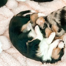 Companion Cross Puppies from The Darling Pup