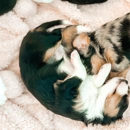 Companion Cross Puppies from The Darling Pup