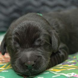 Assorted Doodle Crosses and Goldendoodle Puppies from Meekie Doodle Farm