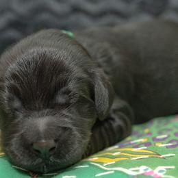 Assorted Doodle Crosses and Goldendoodle Puppies from Meekie Doodle Farm