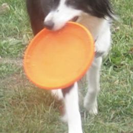 Australian Shepherds from SNB Aussies