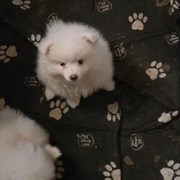 Looks like daddy - White female American Eskimo Dog puppy in Smithton, Illinois from Cortner Farms American Eskimo's