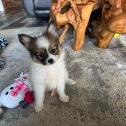 Lucie's white and sable boy 1 - White and sable male Papillon puppy in Shirley, Arkansas from Lucky Pups