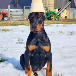 Klair - Black and rust female Doberman Pinscher puppy in China Township, Michigan from Snell's Superior Kennel Dobermann & GSP