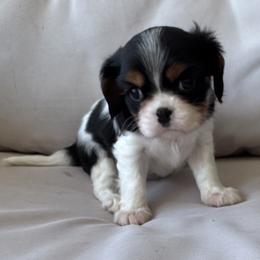 Boy 3 - male Cavalier King Charles Spaniel puppy in Victoria, Texas from Londyn Cavaliers