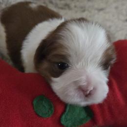 CODY - Liver and white male Shih Tzu puppy in Parma, Idaho from SuLynnes Shih Tzus