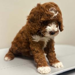 Bernedoodle, Goldendoodle, and Poodle Puppies from 4goldendoodles