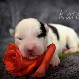 Kate - Black and white female Siberian Husky puppy in Addison, Michigan from Gray Run Siberian Huskies