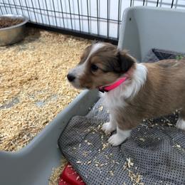 Pink - White and sable female Shetland Sheepdog puppy in Fontanelle, Iowa from Jensen Farms Shelties