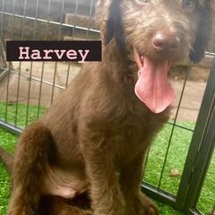 Double Doodle Puppies from Magnolia & Finn Doodles