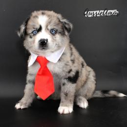 Bi Blue Merle 4 - 2 Blue eyes Long tail - Blue merle male Miniature Australian Shepherd puppy in Pinehurst, Texas from Aussie Amor