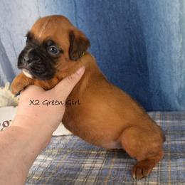 Green Collar Girl - Fawn female Boxer puppy in Clinton, Iowa from Cadogans Boxers