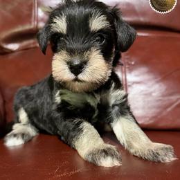 Molly - Black and silver female Miniature Schnauzer puppy in Frankford, Delaware from Miniature Schnauzers of Delmarva