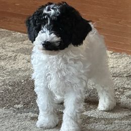 Tucker - Parti male Poodle puppy in Cabool, Missouri from Rafter B Farms