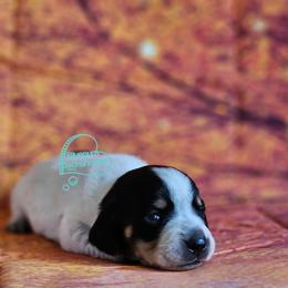 Jade Black and tan pie female (3300) - Piebald female Dachshund puppy in Herald, California from Bluegum Dachshunds