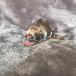 Stella - Dapple female Dachshund puppy in Opelika, Alabama from Dachshund Darlins