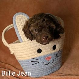 Billie Jean - Brown and tan female Cockapoo puppy in Sunset, Louisiana from Cano Cockapoos