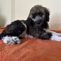 Poodle Puppies from Paddock's Purebred Poodles