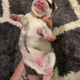 Siberian Husky Puppies from Alexandra's Siberian Huskies