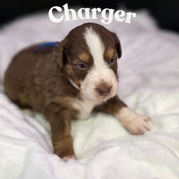 Charger - Red tri-color male Australian Shepherd puppy in Annville, Pennsylvania from Creekside Aussies LLC