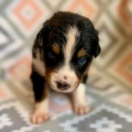 Magnolia - Black tri-color female Australian Shepherd puppy in Clover, South Carolina from Jo’s Aussies