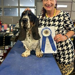 Basset Hound Puppies from Double Branch Basset Hounds