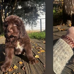 Newfoundlands from Willamette Valley Newfoundlands