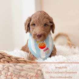 Cisco - Apricot male Goldendoodle puppy in California City, California from Summer Sun Doodles