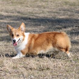 Bree - Pembroke Welsh Corgi