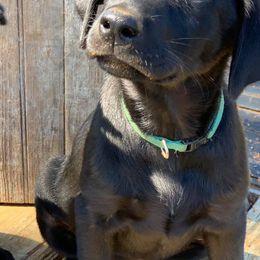 Labrador Retriever Puppies from Still Pond Retrievers