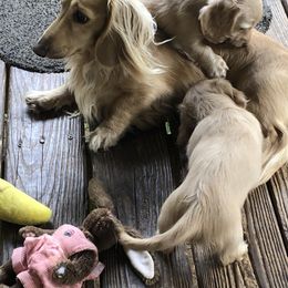 Dachshund All Grown Up from Brydox