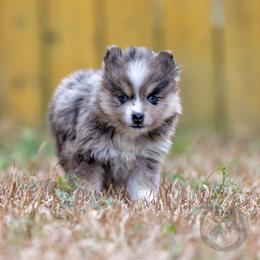 Huntrix - Merle female Pomsky puppy in Sumter, South Carolina from Emerald Skies Pomskies