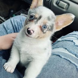 American Corgi and Basset Hound Puppies from High Hopes Hounds