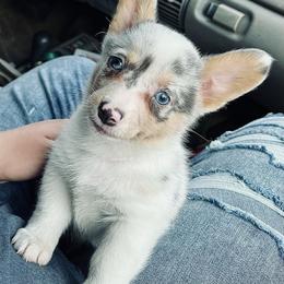 American Corgi and Basset Hound Puppies from High Hopes Hounds