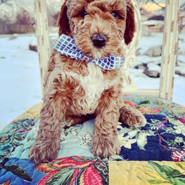 Bernedoodle and Goldendoodle Puppies from Natural Goldendoodle & Bernedoodle
