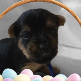 Snickers - Black and tan male Yorkshire Terrier puppy in Yadkinville, North Carolina from Yadkinyorkies&Morkies