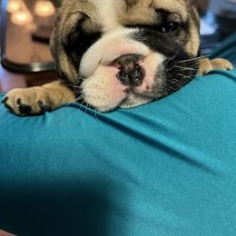Bulldog Puppies from K&D Bulldogs