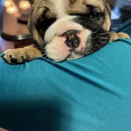 Bulldog Puppies from K&D Bulldogs