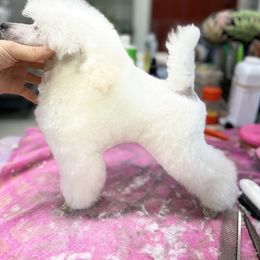 Poodle Puppies from Heritage Toy Poodles