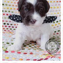 Mister Black - Chocolate male Australian Labradoodle puppy in Wake Forest, North Carolina from Lucky Country Labradoodles