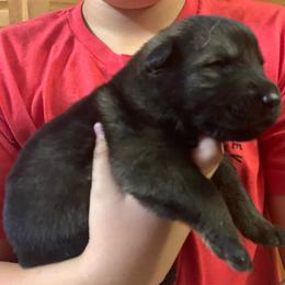 Male 4 - Sable male German Shepherd puppy in Effingham County, Illinois from Delaney Working Dogs