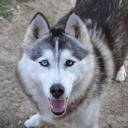 Evie - Siberian Husky