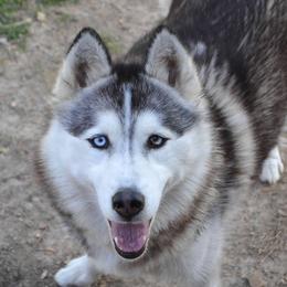 Evie - Siberian Husky