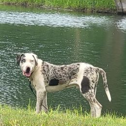 Peach Tree's Brewster - Catahoula Leopard Dog